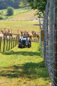 A Camel Dairy and Camel Milk Might be Coming Your Way Soon Image